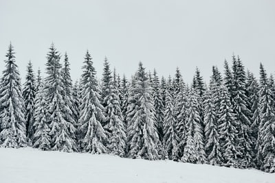 白雪覆盖的松树